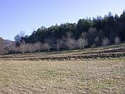 more apple trees